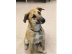 Adopt Romo( CNR) a American Staffordshire Terrier