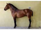 Bay andalusian PRE three year old colt with ancce paperwork and movements