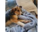 Adopt Helen a Tricolor (Tan/Brown & Black & White) Beagle / Mixed dog in Canton