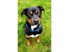 Adopt Mater a Rottweiler / Mixed dog in Nanaimo, BC (34398387)