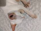Adopt Duchess a White (Mostly) Colorpoint Shorthair / Mixed (short coat) cat in