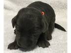 Labrador Retriever PUPPY FOR SALE ADN-370456 - Silver and Charcoal Lab Puppies