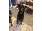 Adopt Luka a Black Labrador Retriever / Great Dane / Mixed dog in Aston