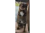 Adopt Johnny a Brown Tabby Domestic Shorthair (short coat) cat in Mosheim