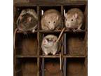 Rat For Adoption In Riverside, California