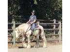 Gypsy Vanner Gelding Anyone Can Ride