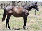 Royal Quick Dash Yearling She will be youth suitable stout and athletic