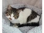 Adopt 4723 (Jingles) a Brown Tabby Domestic Shorthair / Mixed (short coat) cat