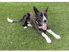 Adopt KIWI a Brindle - with White German Shepherd Dog / Husky / Mixed dog in