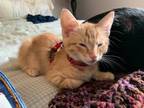 Adopt Cream Puff a Orange or Red Tabby Domestic Shorthair (short coat) cat in