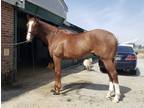 ON HOLD Giant Track Pony Horse Coming Available