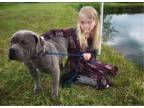 Adopt Larkspur (WC) (KNW) a American Bully, Shar-Pei