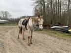 Fiona Rose Appendix 11 year old Mare