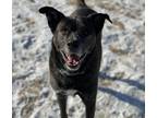 Adopt Stevie a Labrador Retriever / Rottweiler / Mixed dog in Kelowna