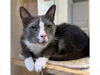 Adopt Greg Bee a Domestic Shorthair / Mixed cat in Kingston, NY (34420990)