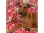 Adopt Curly a Tan/Yellow/Fawn Golden Retriever / Black Mouth Cur / Mixed dog in