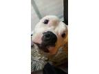 Adopt Ares a White American Pit Bull Terrier / Boxer / Mixed dog in Wooster
