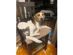 Adopt Arya a Tricolor (Tan/Brown & Black & White) Whippet / Beagle / Mixed dog