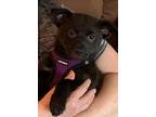 Adopt Lexi a Black Labrador Retriever / Mixed dog in Hastings, MN (34414342)