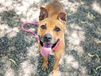 Adopt WYRIS a Staffordshire Bull Terrier, Mixed Breed