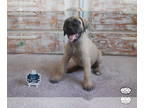 Mastiff PUPPY FOR SALE ADN-371301 - English Mastiff Puppies