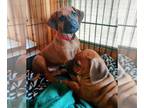 Rhodesian Ridgeback PUPPY FOR SALE ADN-371280 - PUPPIES HAVE ARRIVED 2 GIRLS 4