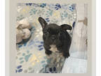 French Bulldog PUPPY FOR SALE ADN-371287 - Frenchie