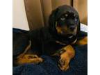 Rottweiler Puppy for sale in Janesville, WI, USA