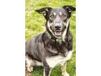 Adopt Cali a Black German Shepherd Dog / Border Collie / Mixed dog in St.