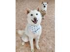 Adopt Minkook a White Shiba Inu / Jindo / Mixed dog in Vancouver, BC (34422049)