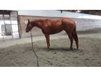 Talented quiet 5 year old Thoroughbred Mare