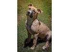 Adopt Pongo a American Staffordshire Terrier, Australian Cattle Dog / Blue
