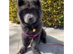 Chow Chow Puppy for sale in Fontana, CA, USA