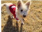 Adopt Jellie a White Jindo / Mixed dog in Niagara Falls, ON (34435621)