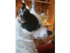 Adopt Zoey a White - with Black Border Collie / Jack Russell Terrier / Mixed dog