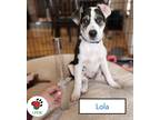 Adopt Lola a Tricolor (Tan/Brown & Black & White) Mastiff / Bluetick Coonhound /