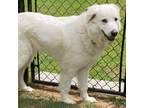 Adopt Evie a Great Pyrenees