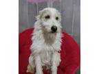 Adopt Muffin a Goldendoodle, Terrier
