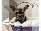 French Bulldog PUPPY FOR SALE ADN-372197 - Frenchie puppy