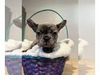 French Bulldog PUPPY FOR SALE ADN-372198 - Frenchie puppy
