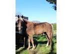 Registered Rocky Mountain Filly Ready to Start