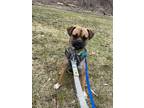 Adopt Mia a Tan/Yellow/Fawn - with Black Pug / Mixed dog in Toronto