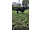 Adopt Dutchs a Black Labrador Retriever / Dachshund / Mixed dog in West Palm