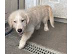 Adopt Raskin a White Goldendoodle / Basset Hound / Mixed dog in Marietta