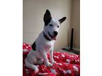 Adopt Cookie a White - with Black Husky / Shepherd (Unknown Type) / Mixed dog in