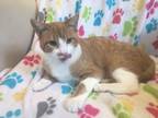 Adopt Petey a Orange or Red (Mostly) Domestic Shorthair / Mixed (short coat) cat