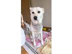 Adopt Eomji a White Jindo / Mixed dog in Vancouver, BC (34438901)