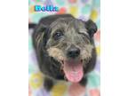 Adopt Bella a Black Schnauzer (Miniature) / Poodle (Miniature) / Mixed dog in