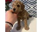 Cavapoo Puppy for sale in Waltham, MA, USA
