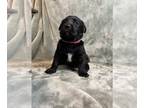 Bernese Mountain Dog-Labrador Retriever Mix PUPPY FOR SALE ADN-372462 -